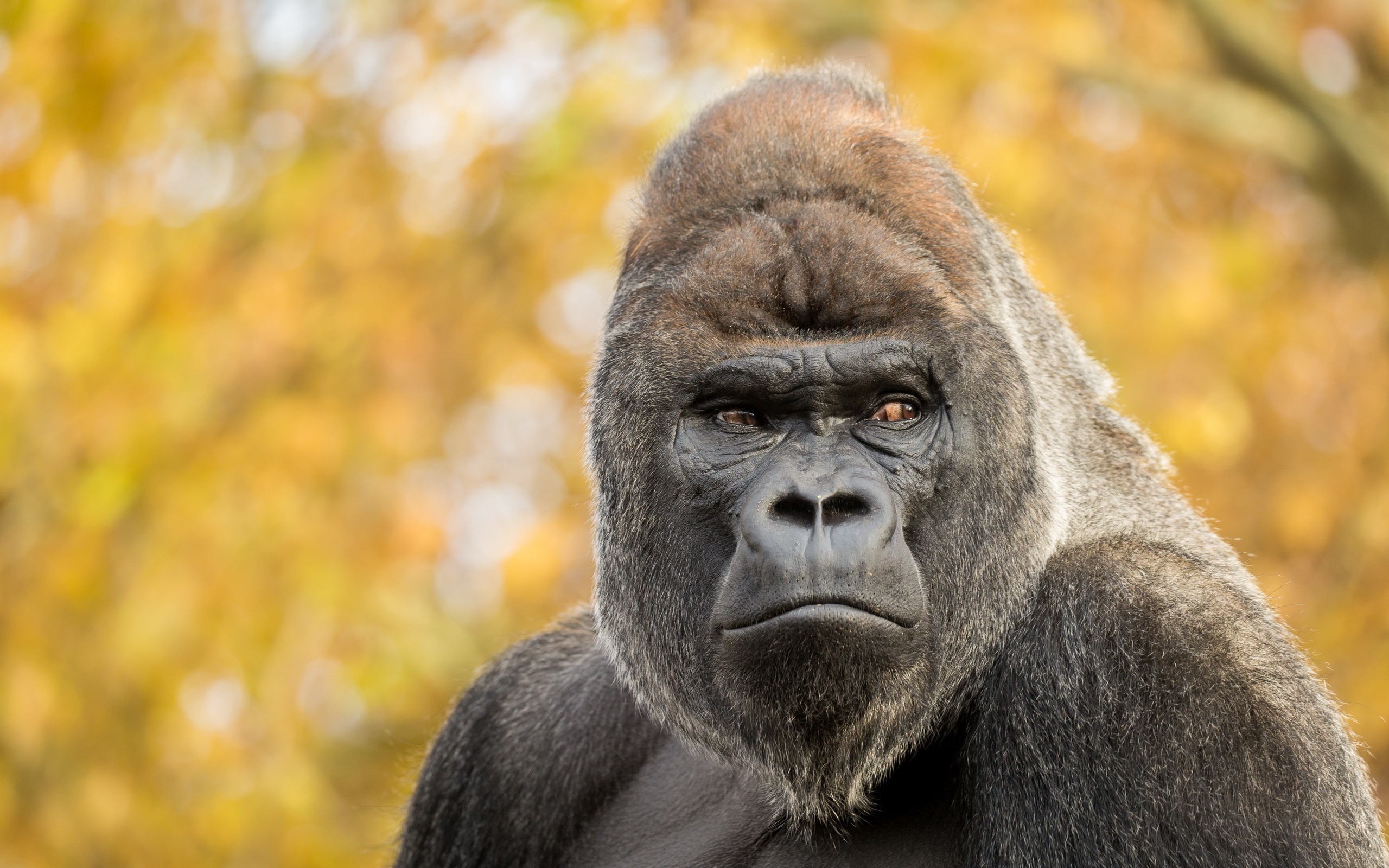 Wallpaper Gorilla, Monkey, Bokeh - Imagenes Hd De Gorilas - HD Wallpaper 