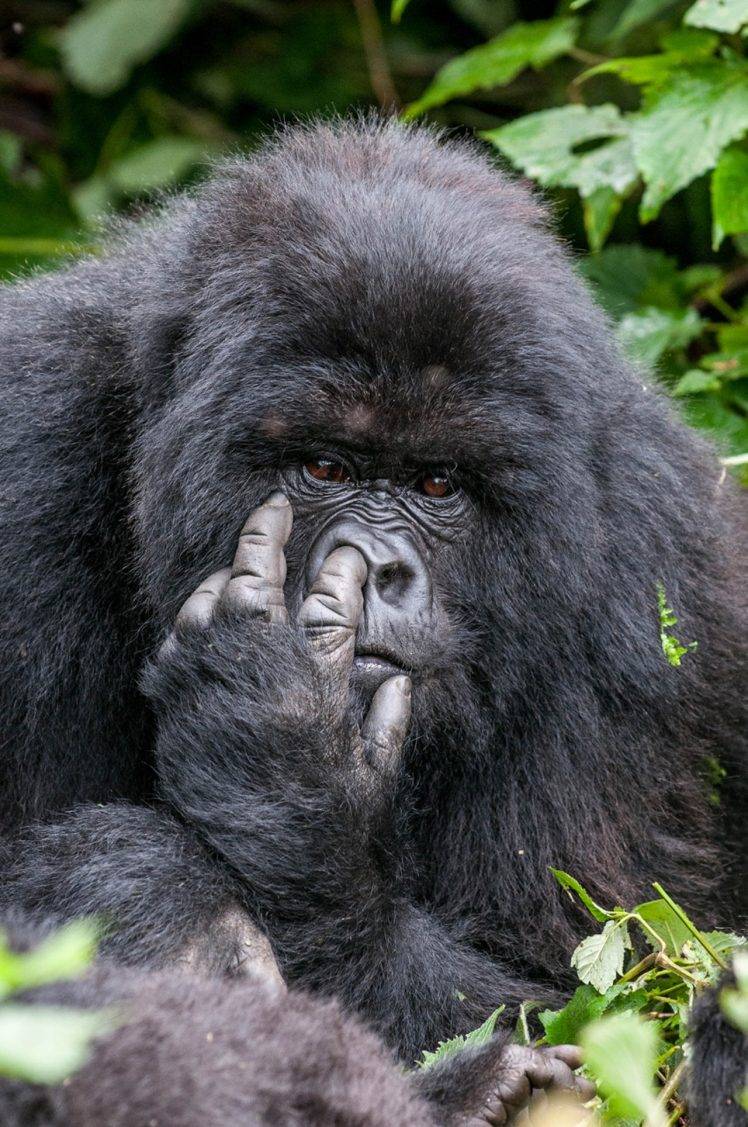 Animal Wallpaper Hd Portrait - 748x1127 Wallpaper - teahub.io