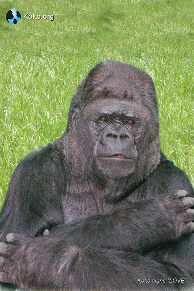 Koko The Gorilla 2018 - HD Wallpaper 