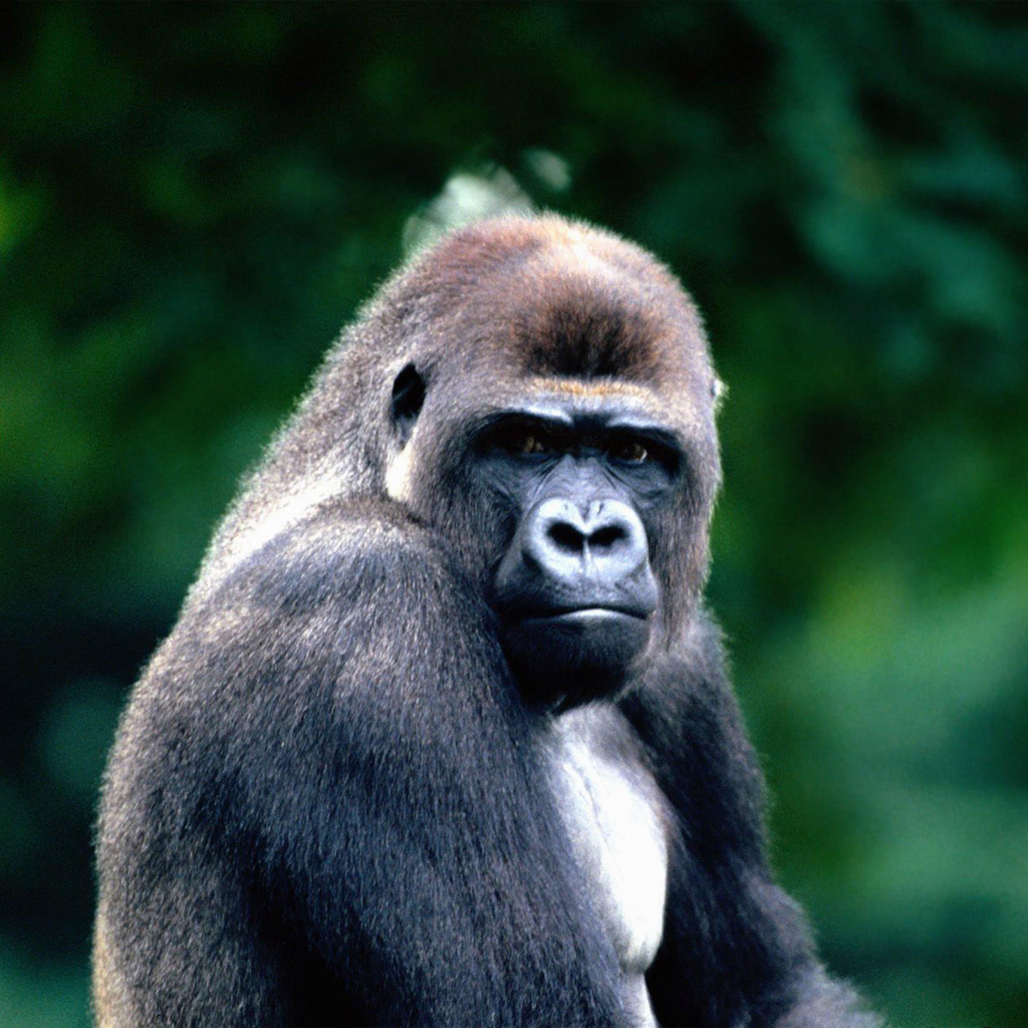 African Gorilla - HD Wallpaper 