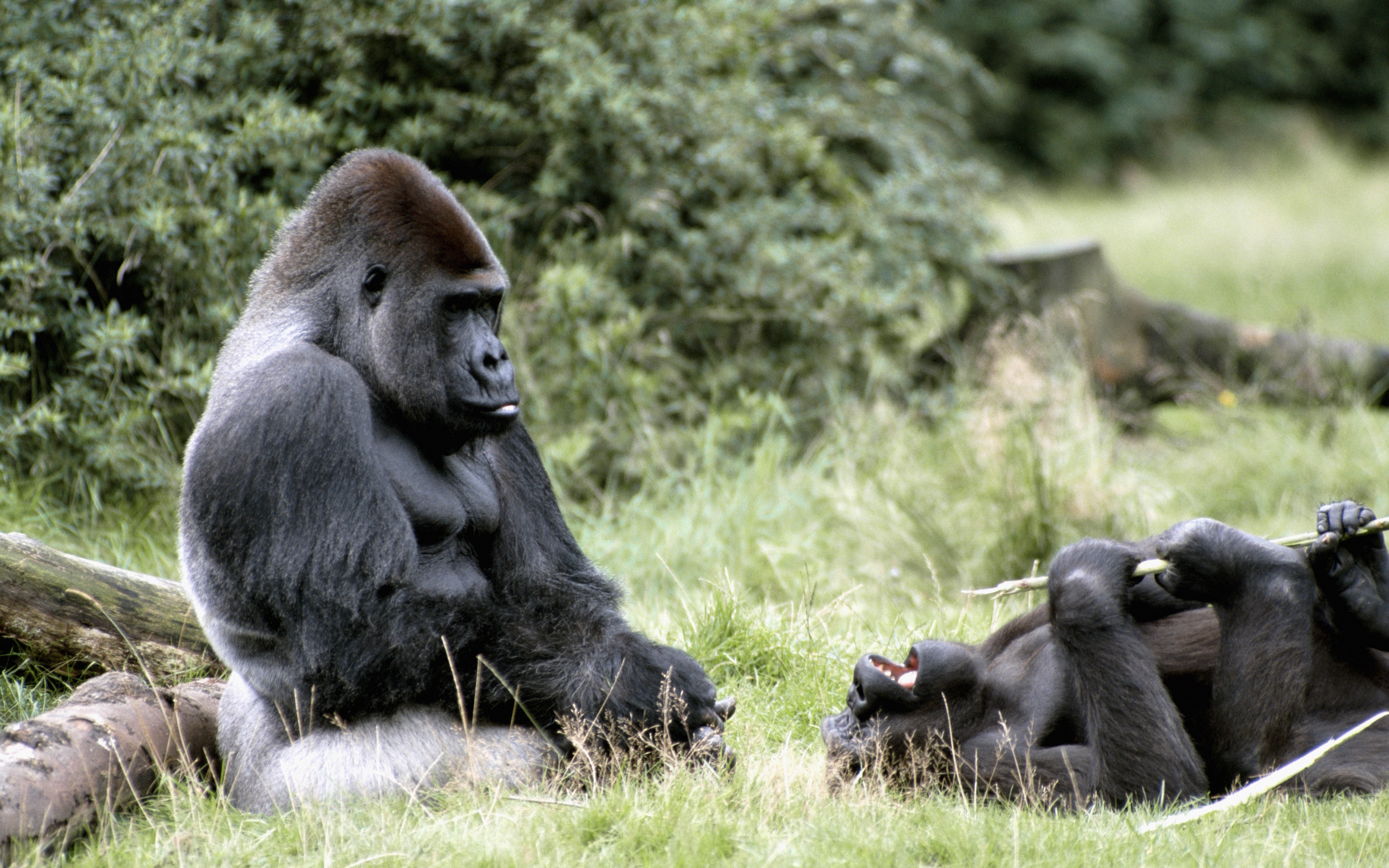 Wallpaper Gorilla Africa Grass Gorilla Iphone Background 3840x2400 Wallpaper Teahub Io Wallpaper Gorilla Africa Grass Gorilla Iphone Background 3840x2400 Wallpaper Teahub Io