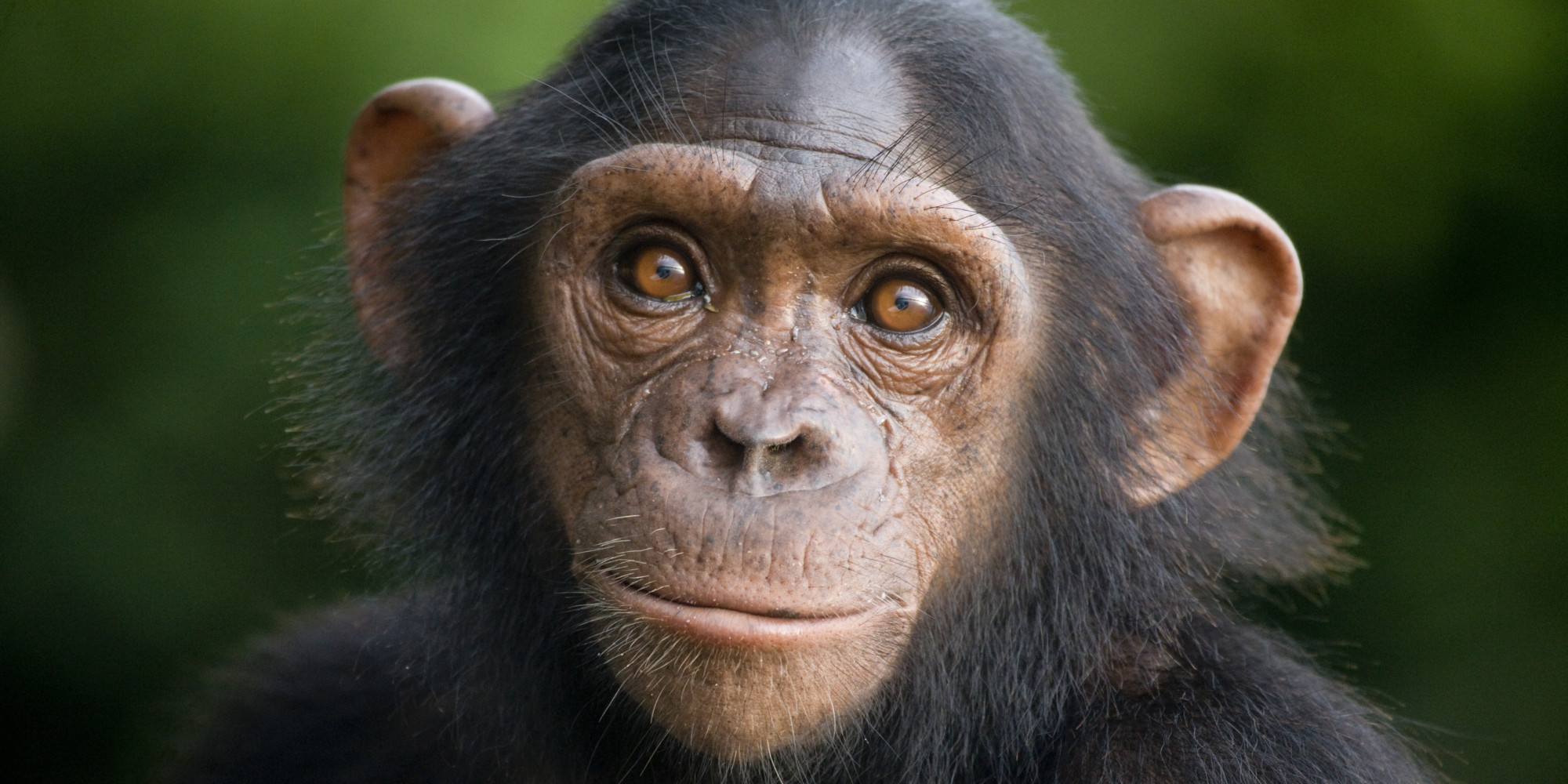 High Resolution Chimpanzee - HD Wallpaper 