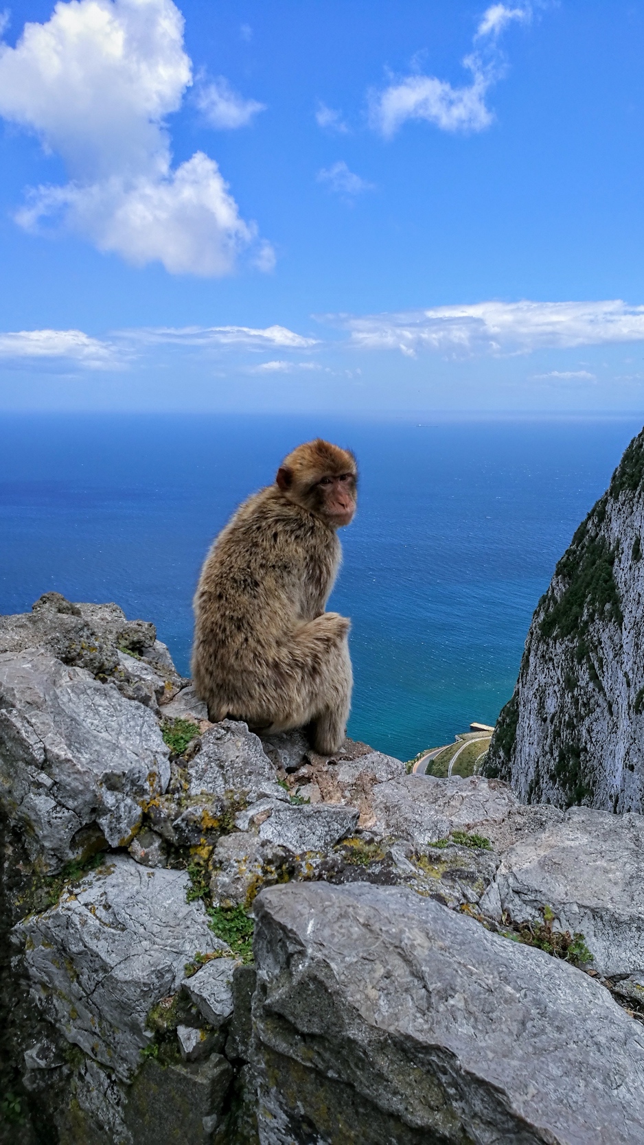 Wallpaper Monkey, Rocks, Sea, Sky - Gibraltar Monkey - HD Wallpaper 