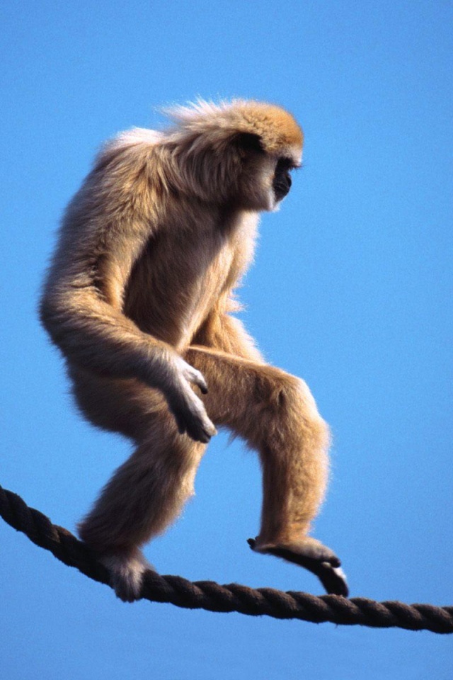 Monkey Walking - HD Wallpaper 