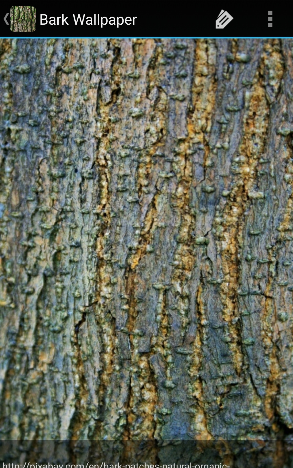 Bark - HD Wallpaper 