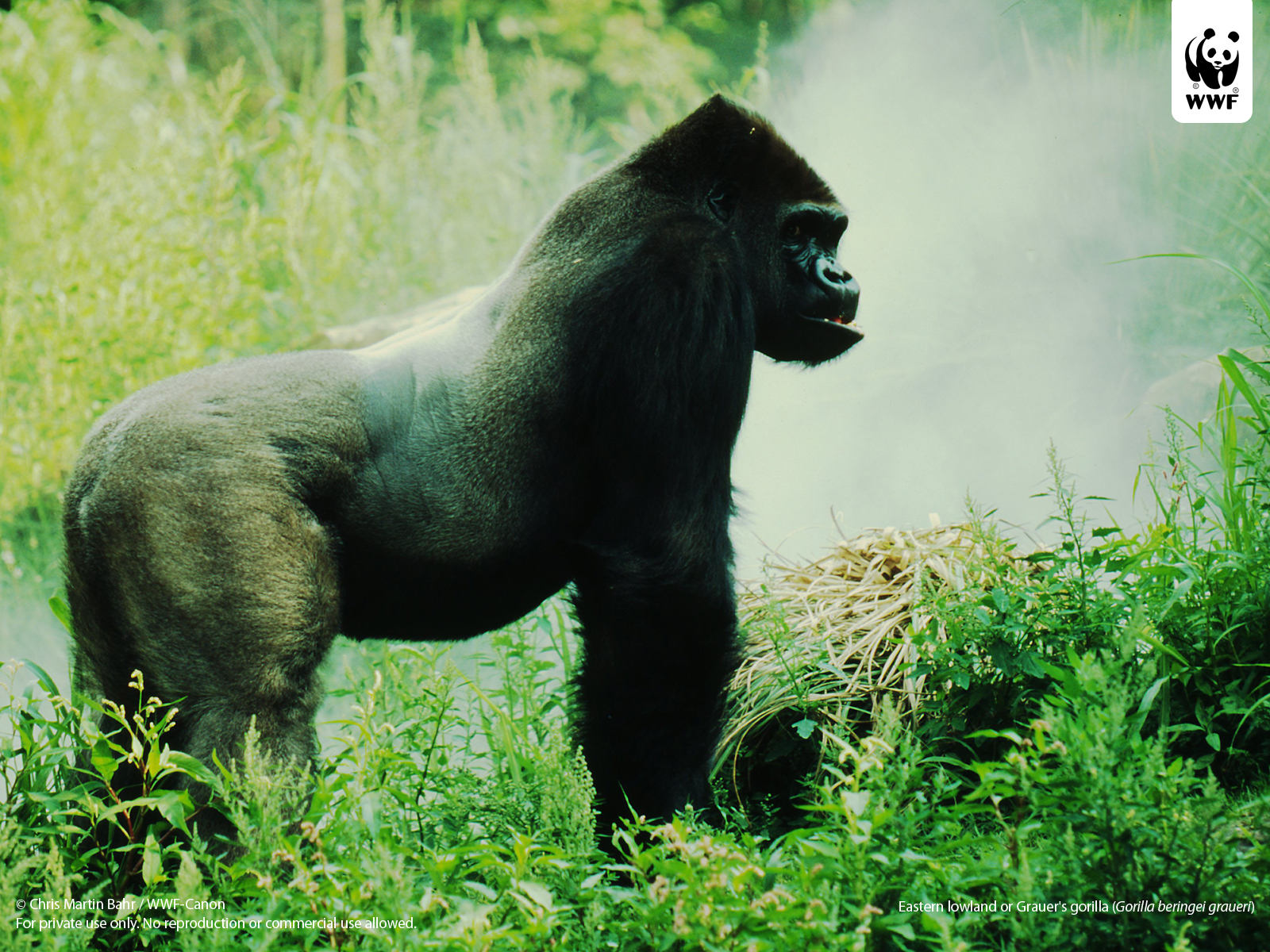 Mountain Gorilla - HD Wallpaper 