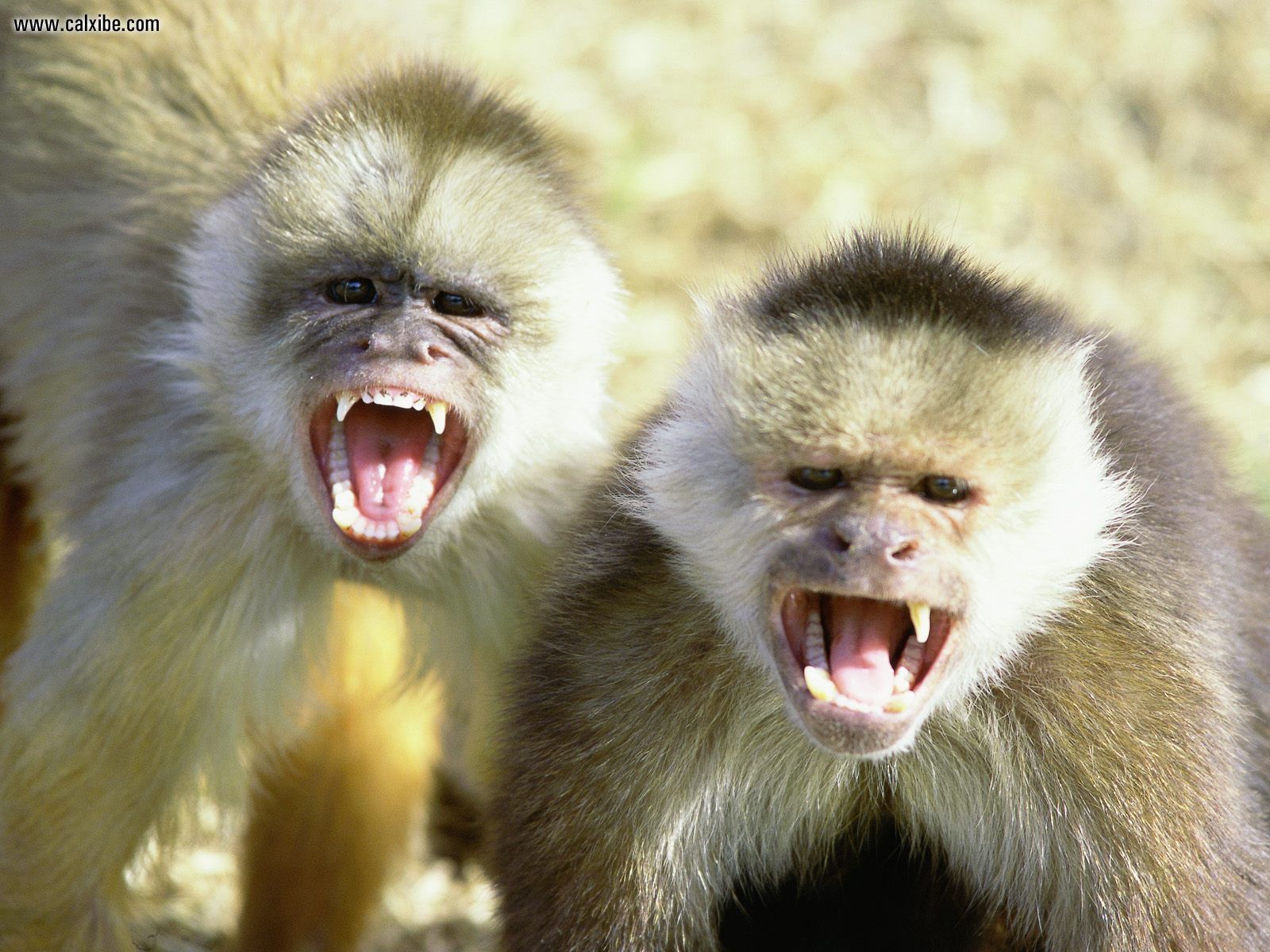 Monkeys Angry - HD Wallpaper 