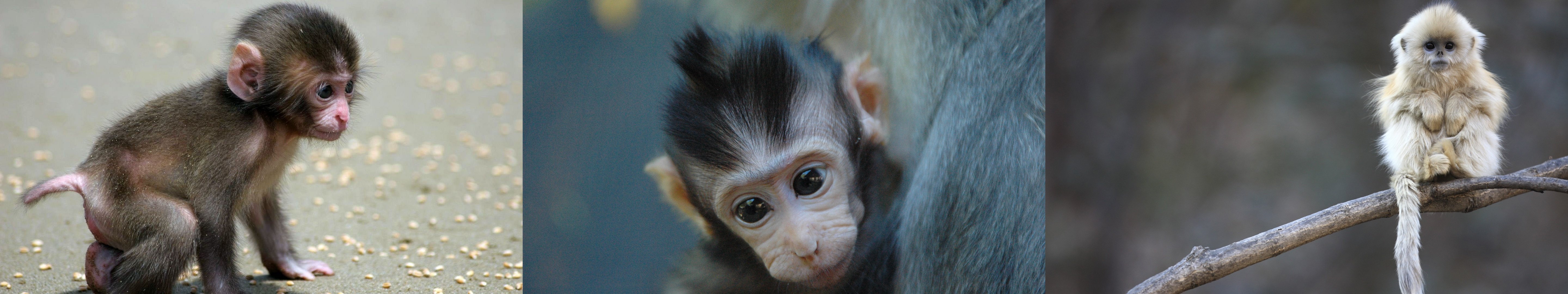 Common Chimpanzee - HD Wallpaper 