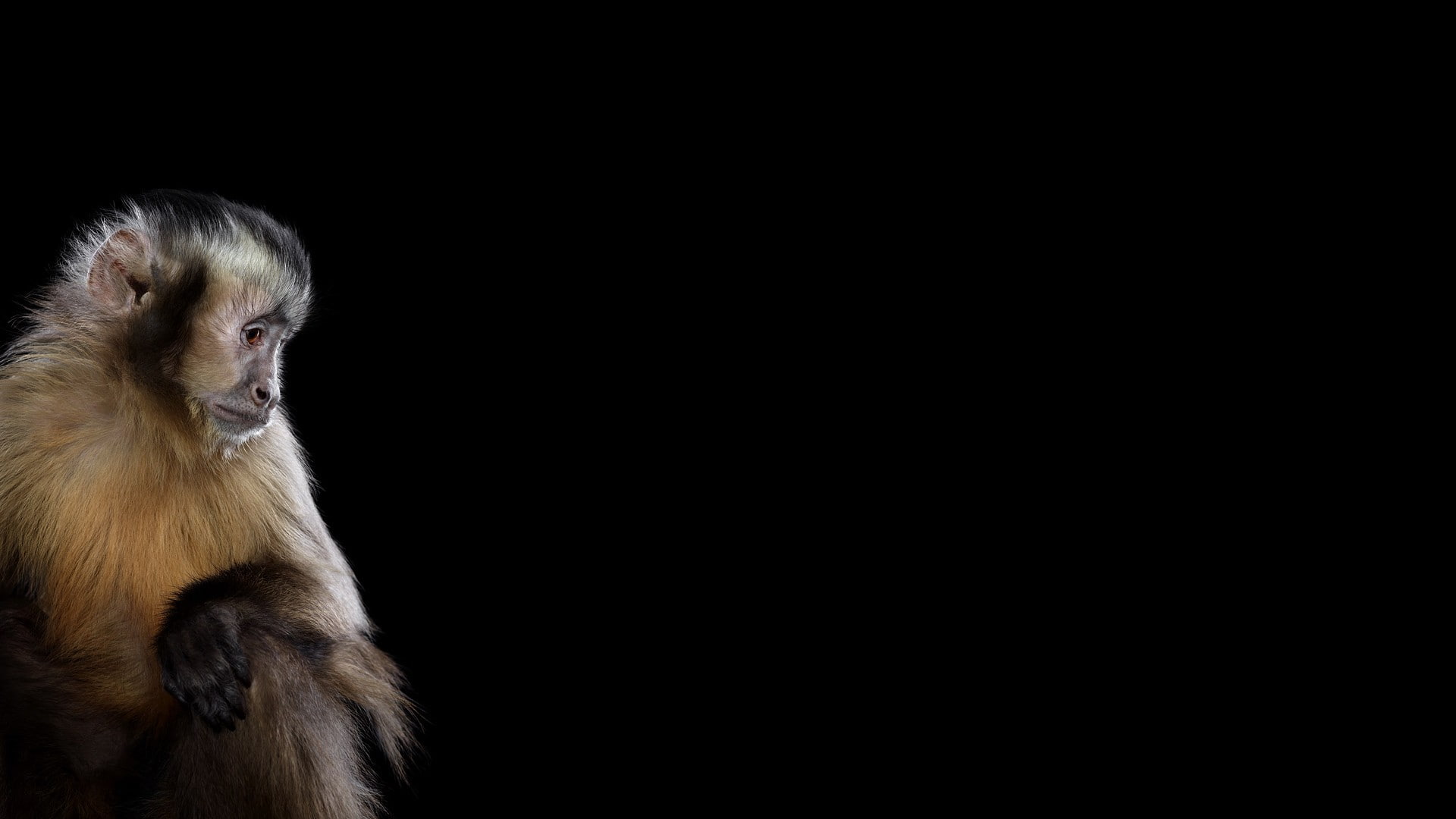 Black Background With Monkey - HD Wallpaper 