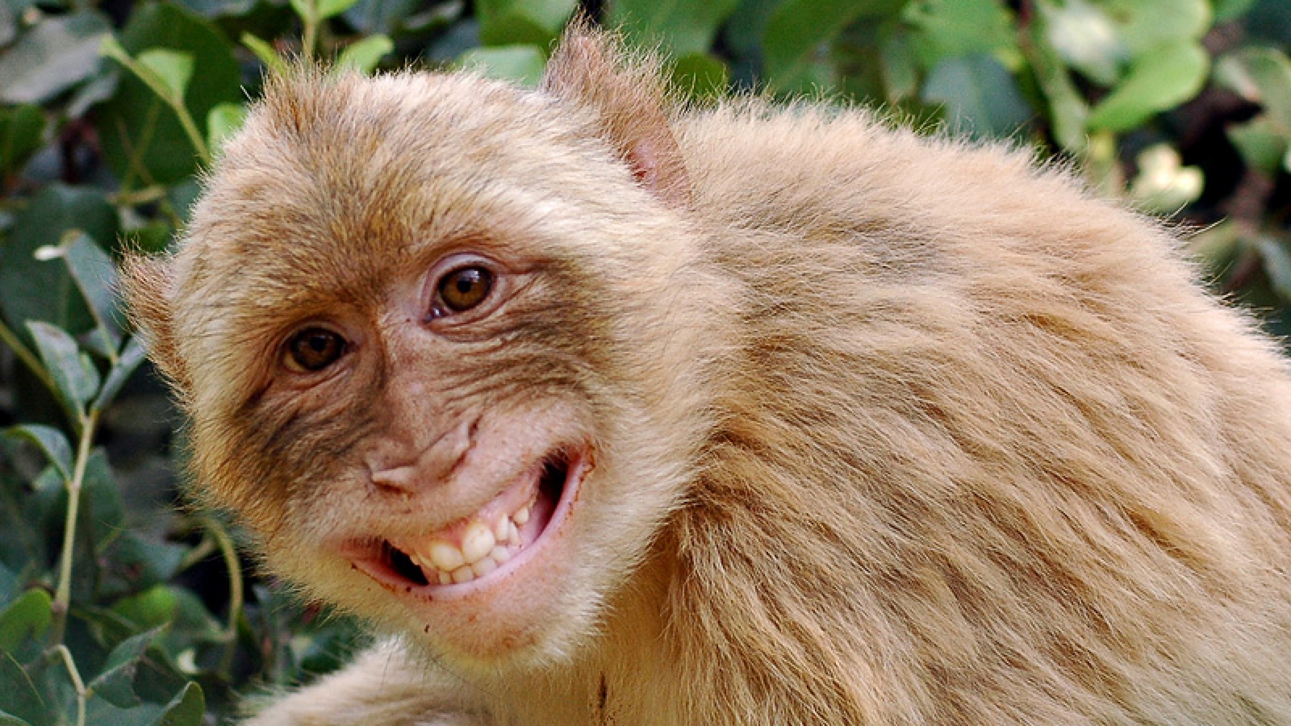Hd Monkey - HD Wallpaper 