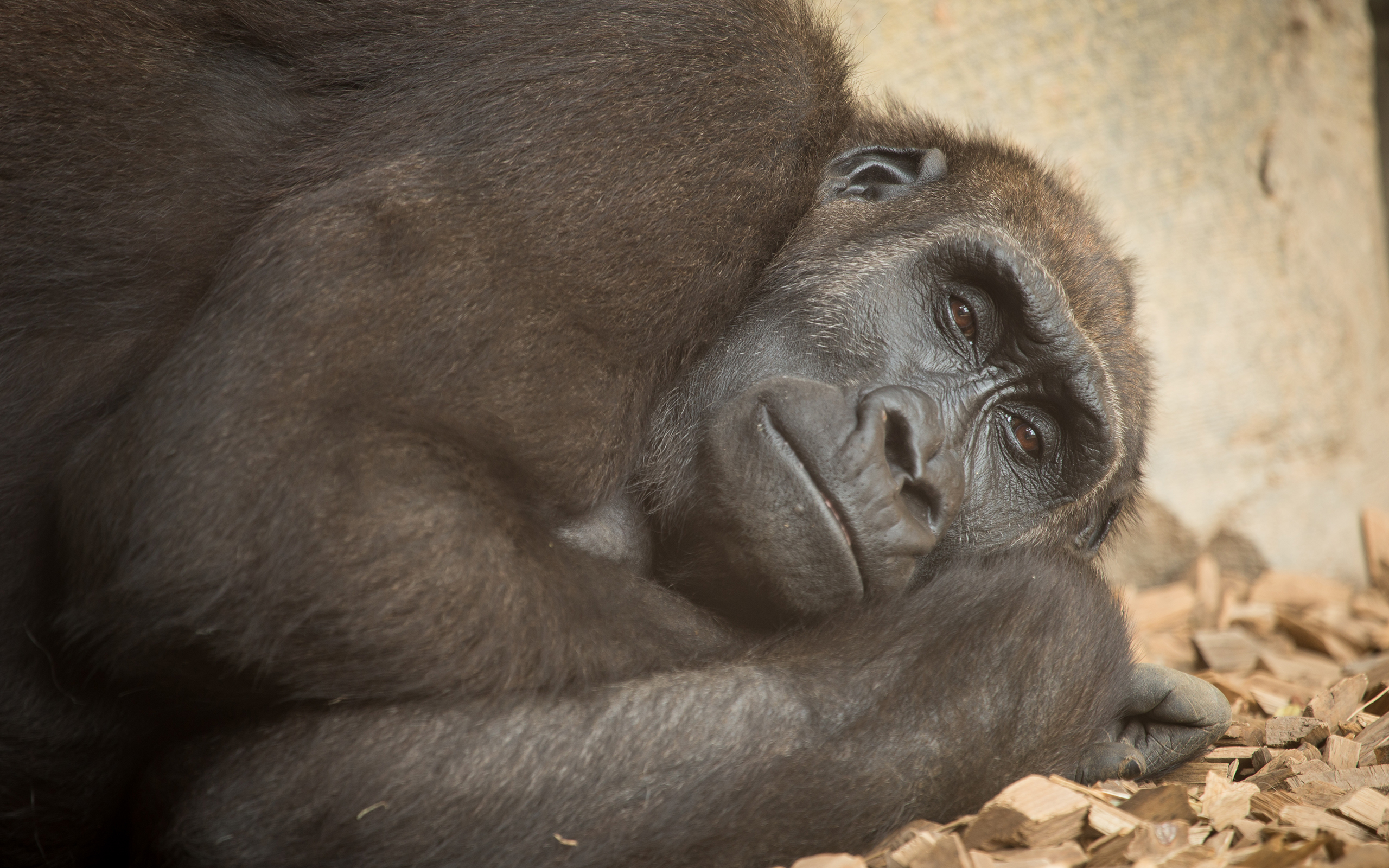 Monkey - HD Wallpaper 