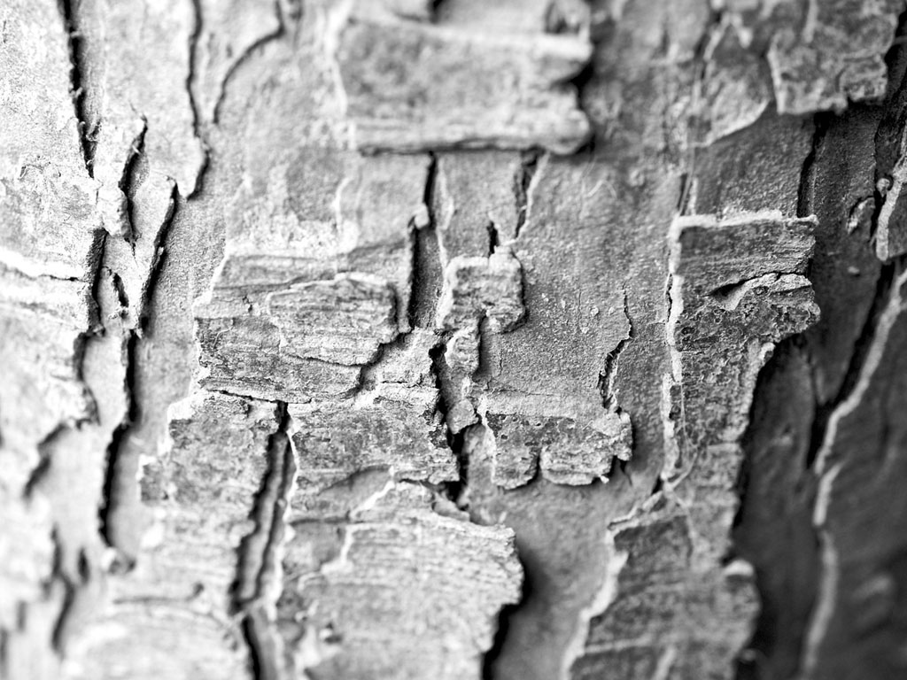 Birch Bark Wallpaper - HD Wallpaper 