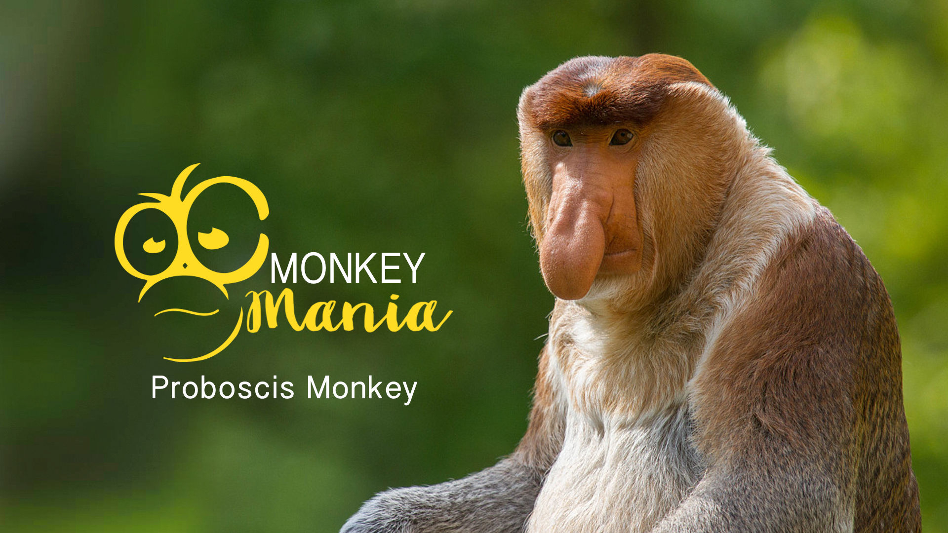 Proboscis Monkey - HD Wallpaper 
