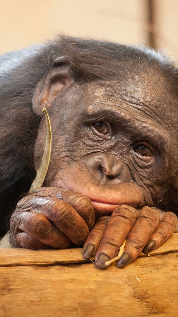 Monkey - HD Wallpaper 