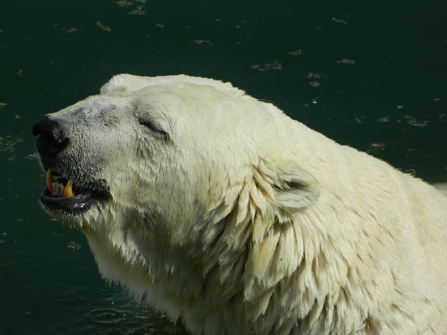 White, Bear, Global Warming, Zoo, Swim, Head, Animal, - Животных Тюмени Занесенных В Красную Книгу - HD Wallpaper 