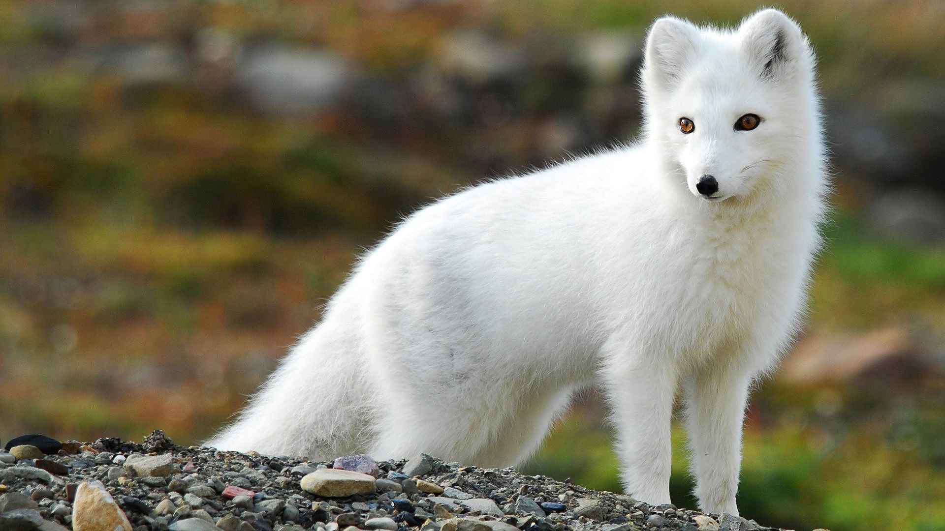 Arctic Fox Vulpes Lagopus - HD Wallpaper 