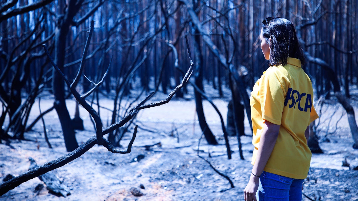 Australia Fire Climate Change Feature Photo - Ki Bushfires - HD Wallpaper 