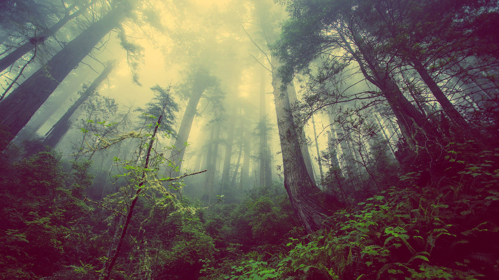 A Gloomy Forest - Best 4k Wallpapers For Pc - HD Wallpaper 