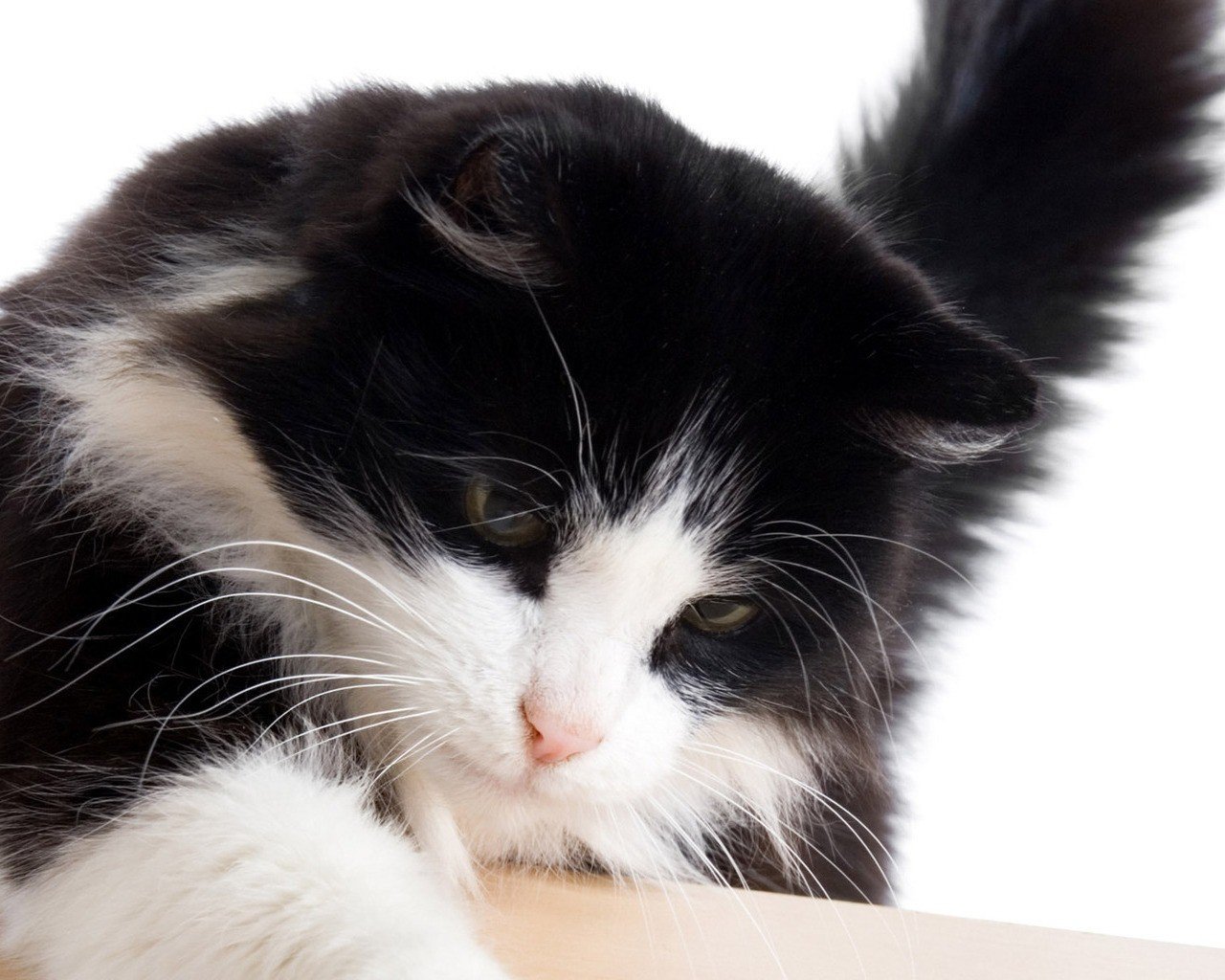 Download Hd Cat Computer Wallpaper Id - Naughty Cat - HD Wallpaper 