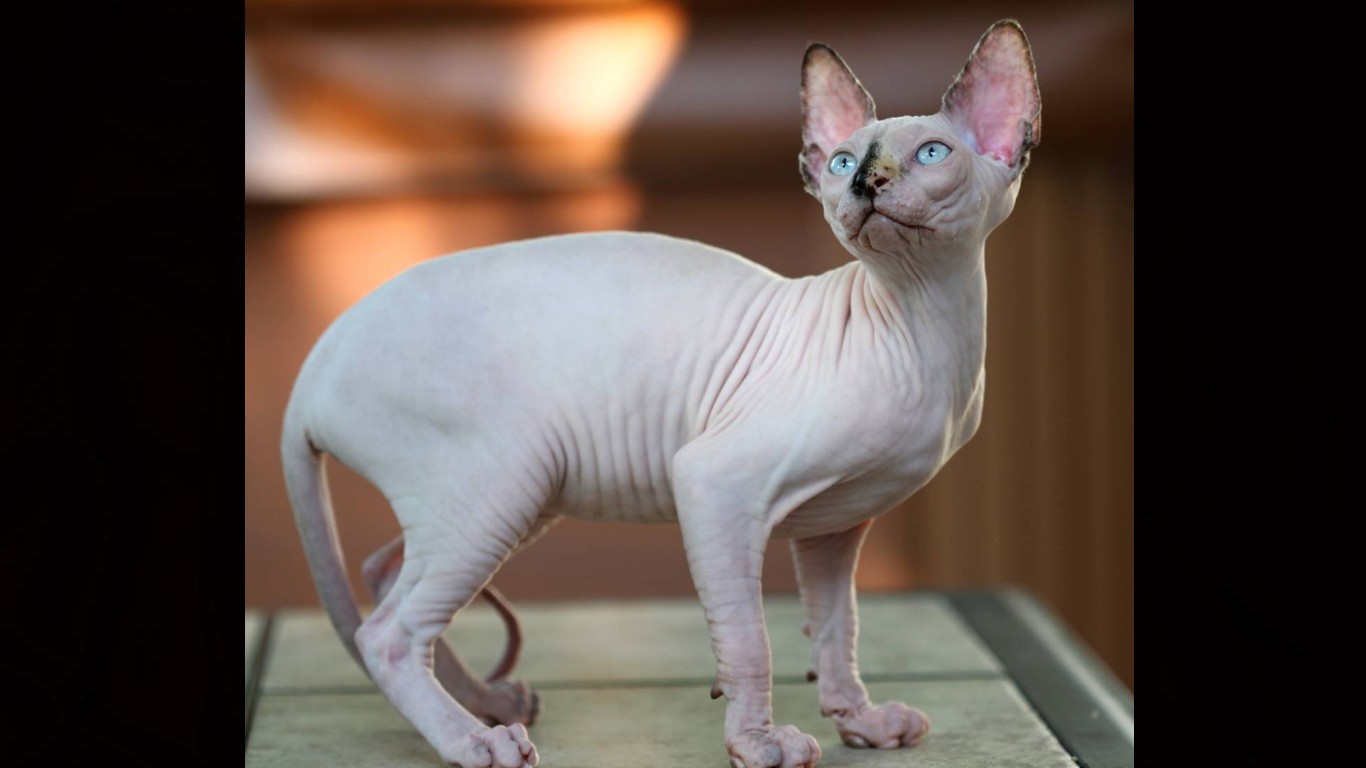 Sphynx Cat Wallpapers Desktop Px - HD Wallpaper 
