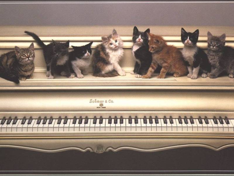 Kitten On Piano - HD Wallpaper 