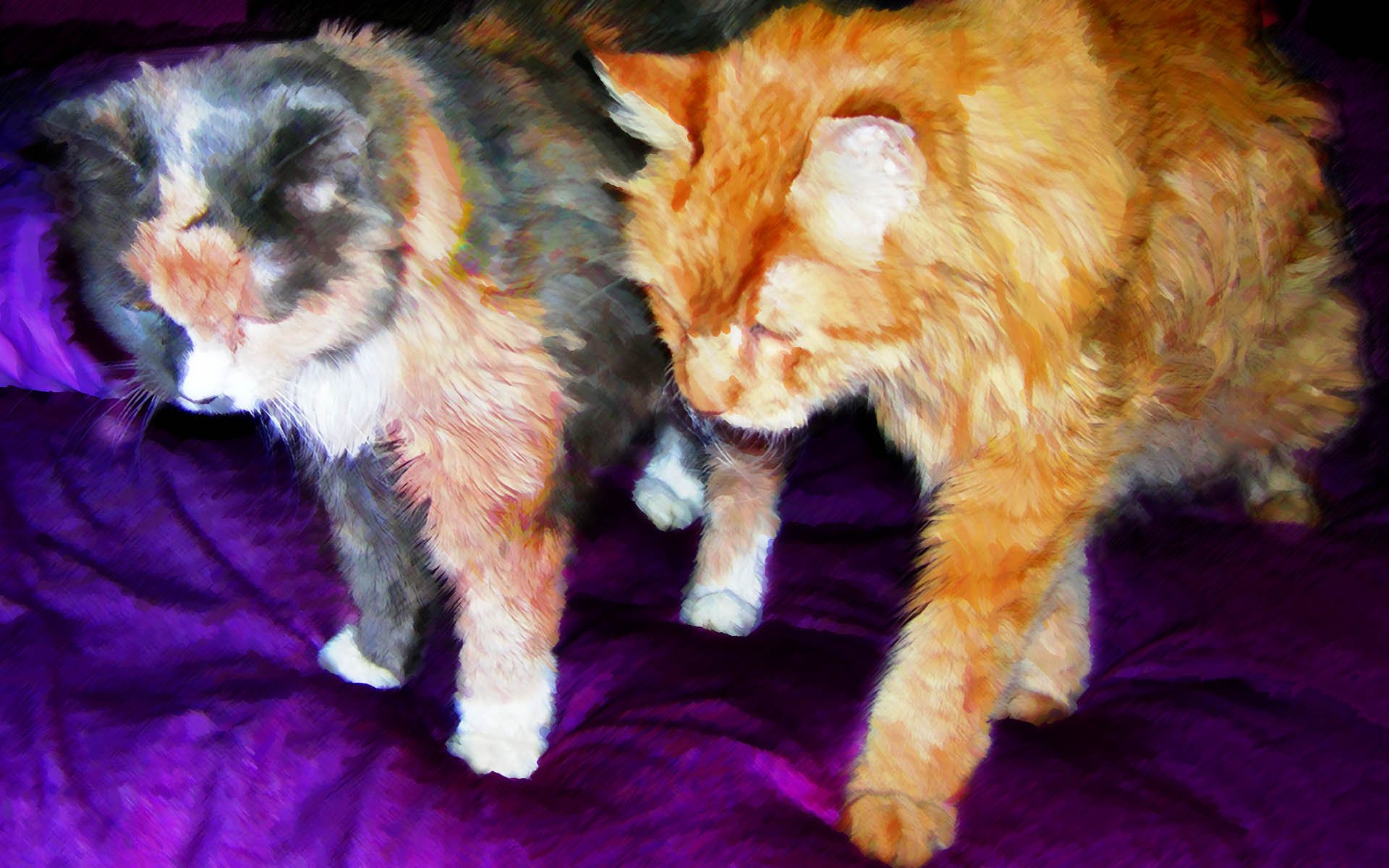 Cat Computer Wallpapers, Desktop Backgrounds Id - Domestic Long-haired Cat - HD Wallpaper 