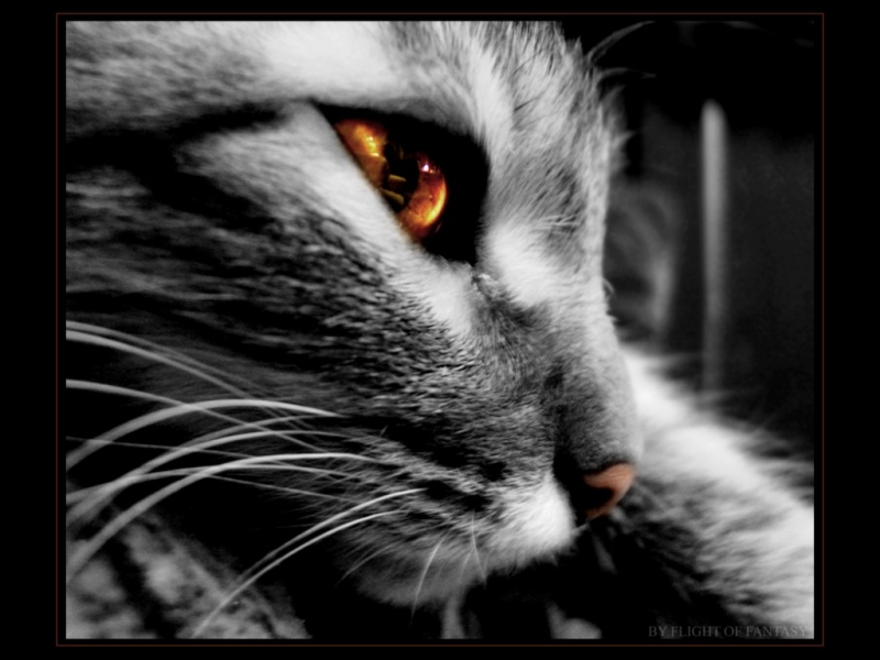 Fantasy Cat - HD Wallpaper 