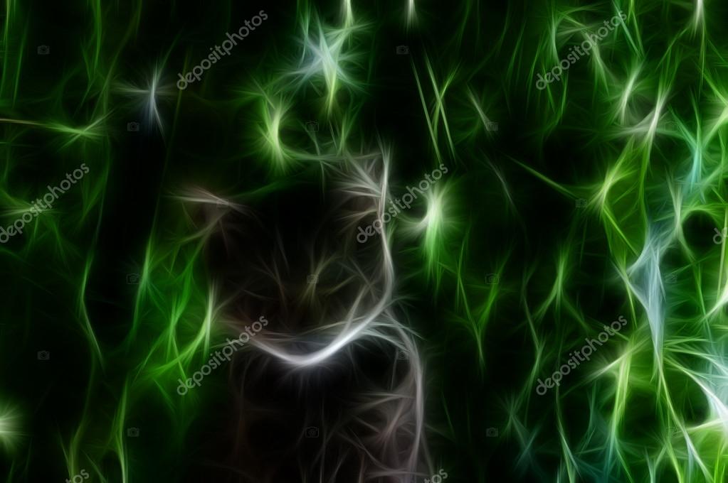 Domestic Short-haired Cat - HD Wallpaper 