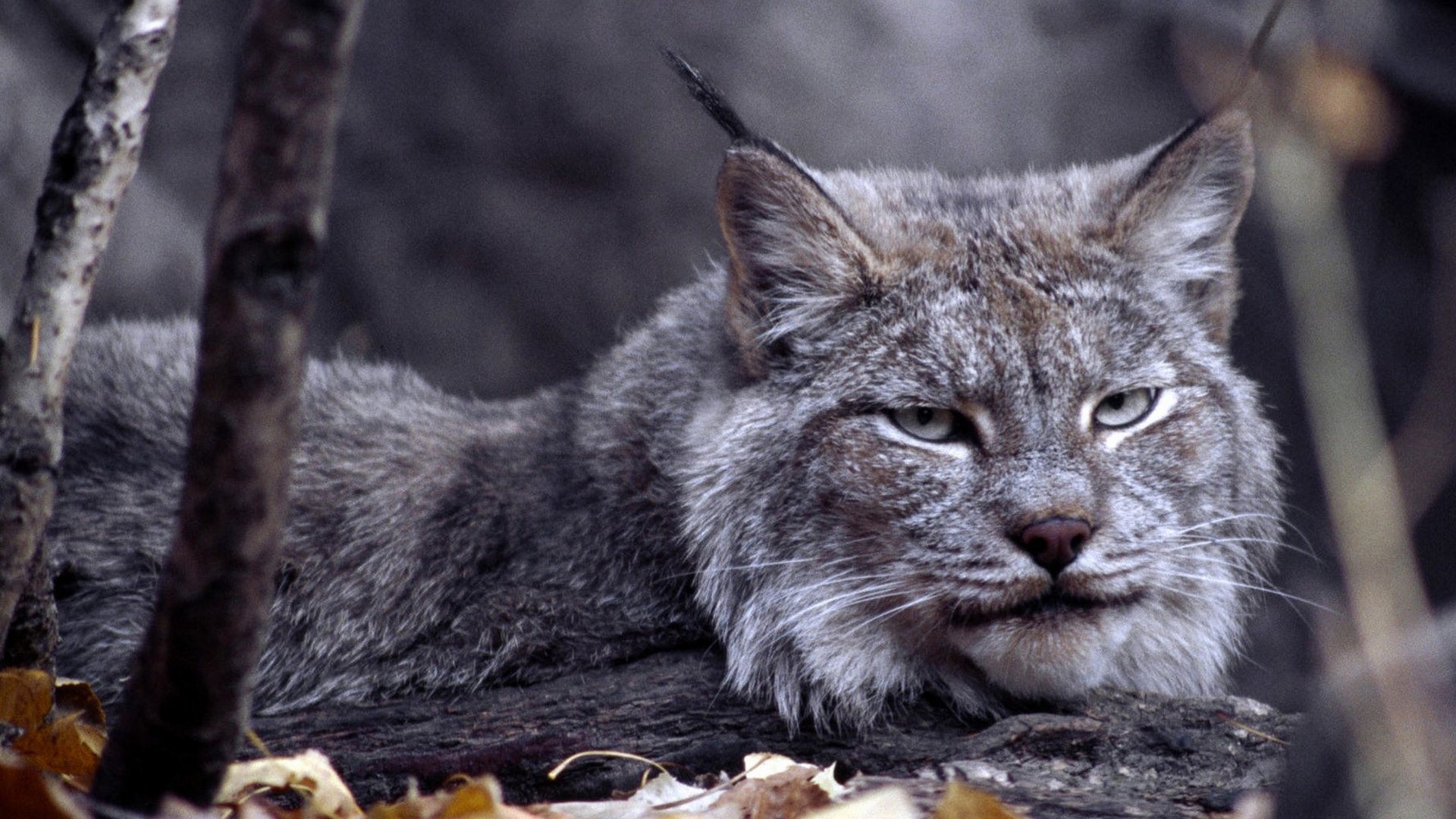 Big Cat Computer Wallpaper 1920x1080, - Big Cats Wallpaper Hd - 1920x1080 Wallpaper Big Cat Computer Wallpaper 1920x1080, - Big Cats Wallpaper Hd - 1920x1080 Wallpaper