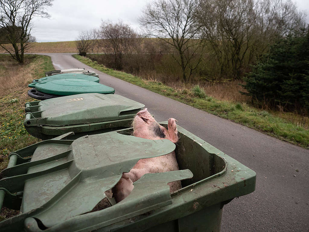 Pig Dead Bin - HD Wallpaper 