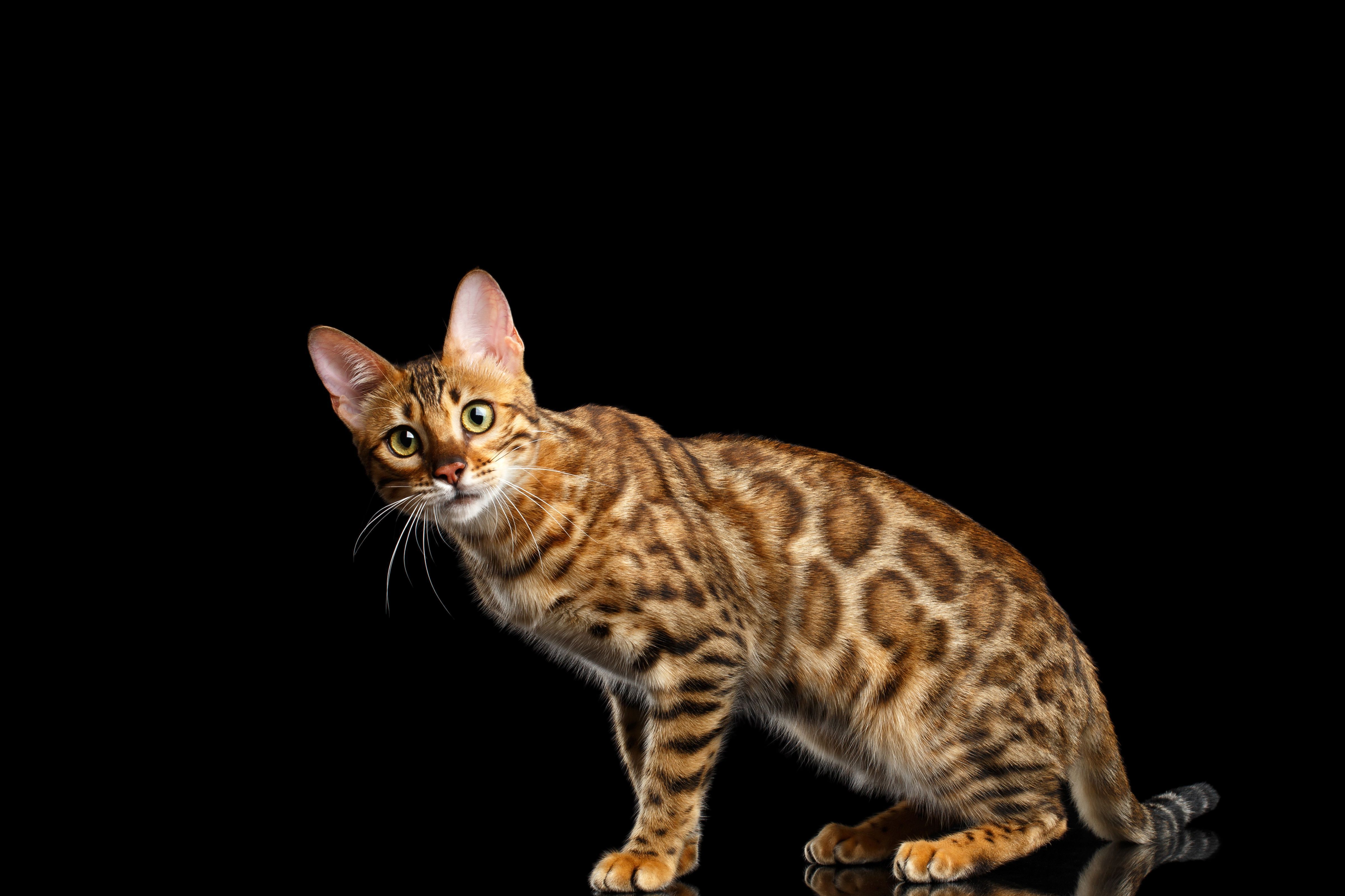 Cat Computer Wallpaper - HD Wallpaper 
