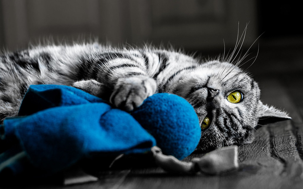 Cat - HD Wallpaper 