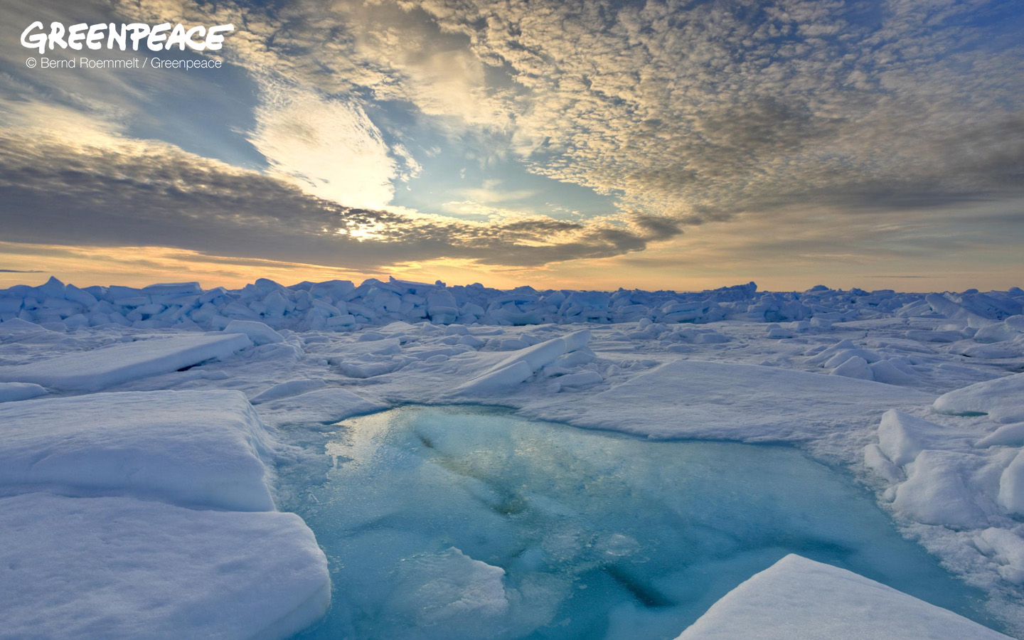 Greenpeace - HD Wallpaper 