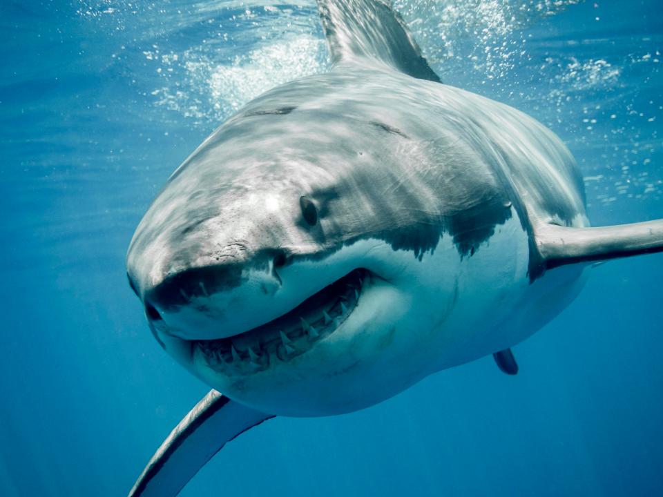 Nice White Shark - Great White Shark - HD Wallpaper 