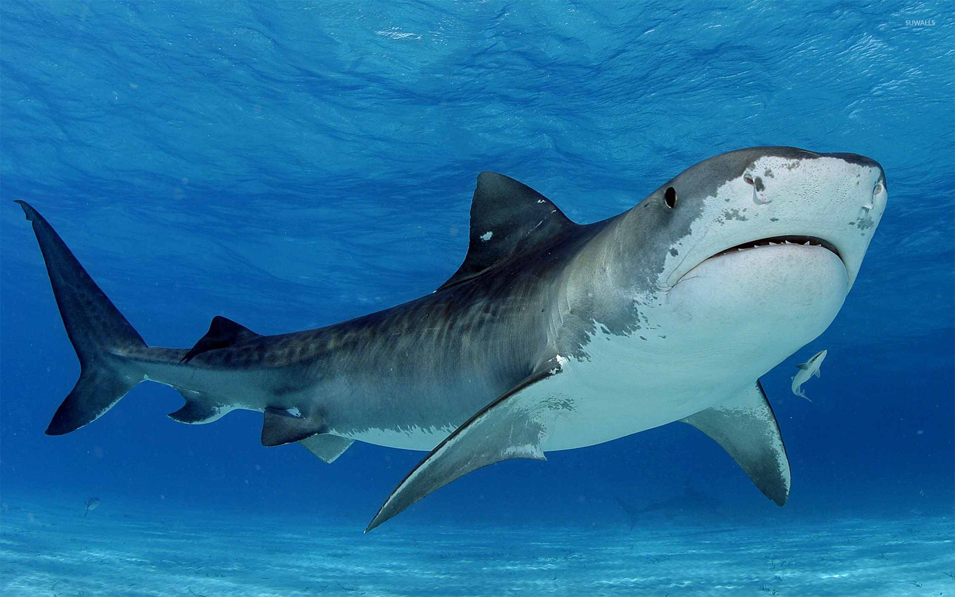 Tiger Shark - HD Wallpaper 