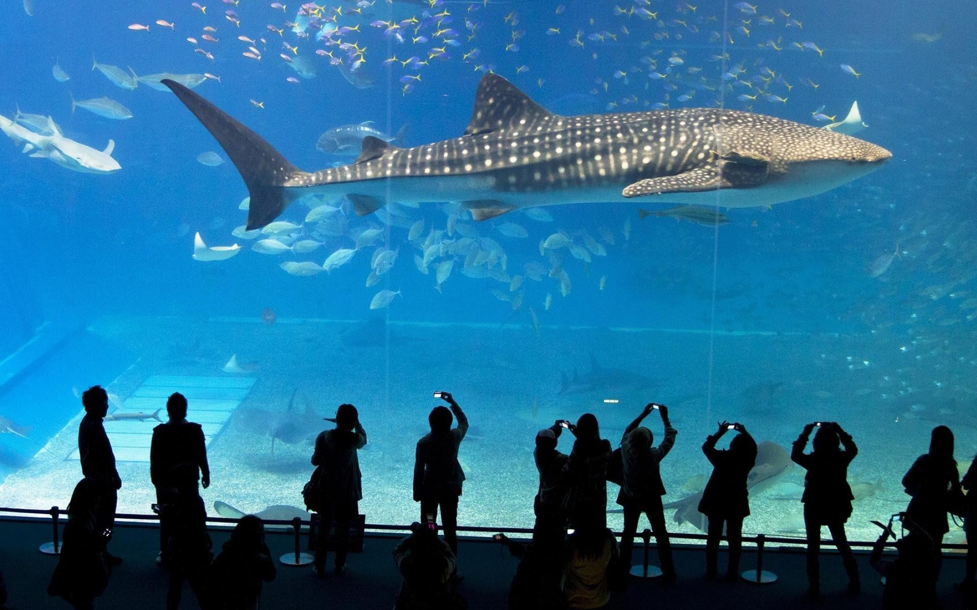 Sperm Whale Japan Aquarium - HD Wallpaper 