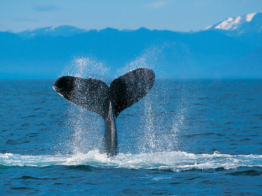 Nature Of The World - Humpback Whale - HD Wallpaper 