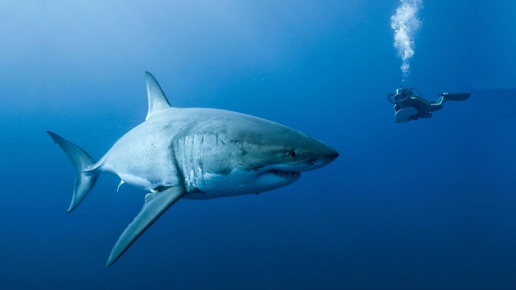 Great White Shark Wallpaper Number Ert Pic Hwb29613 - HD Wallpaper 
