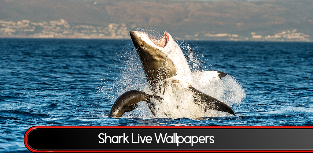 Shark Under Golden Gate Bridge - HD Wallpaper 