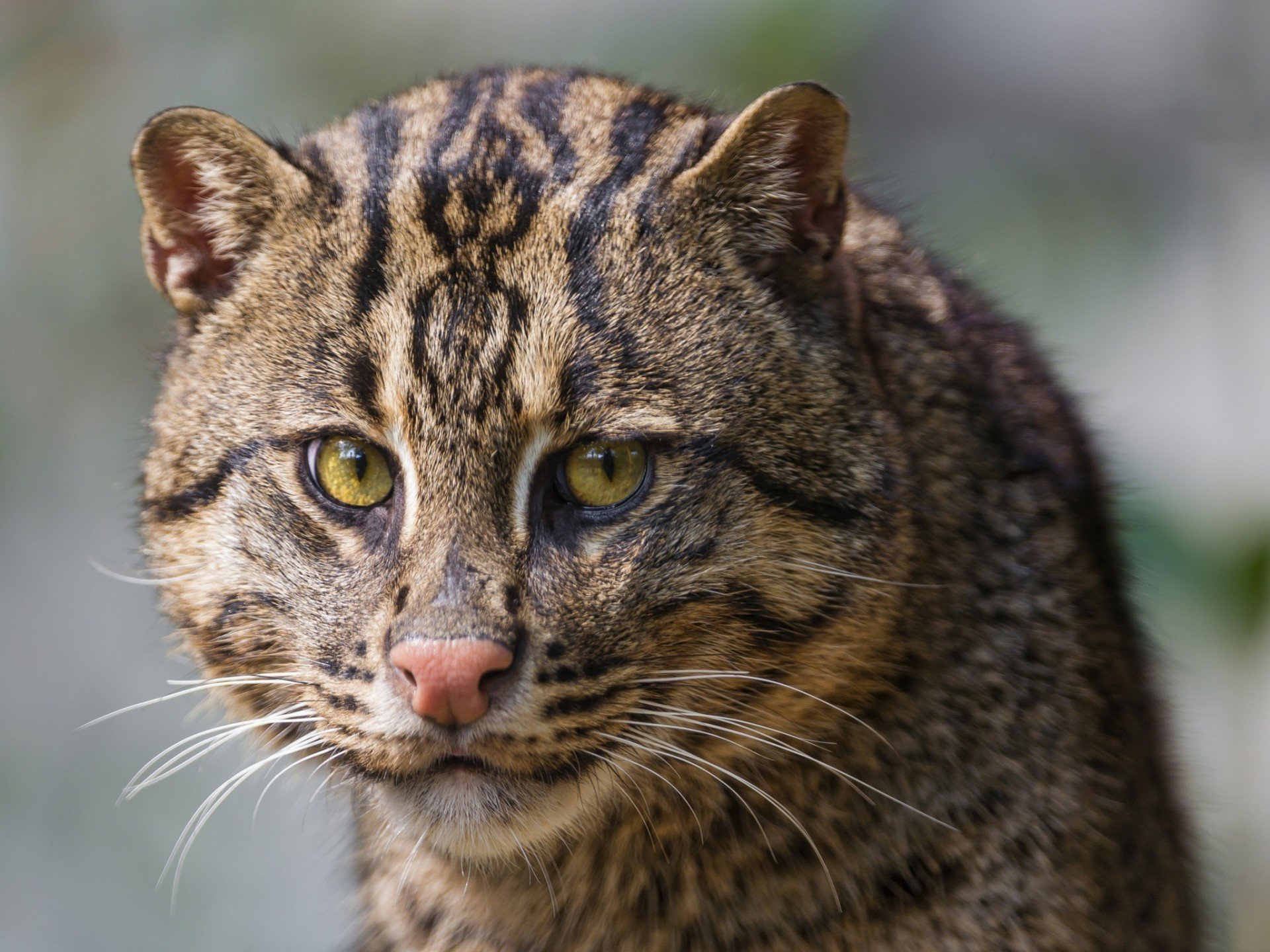 Fishing Cat Computer Backgrounds - HD Wallpaper 