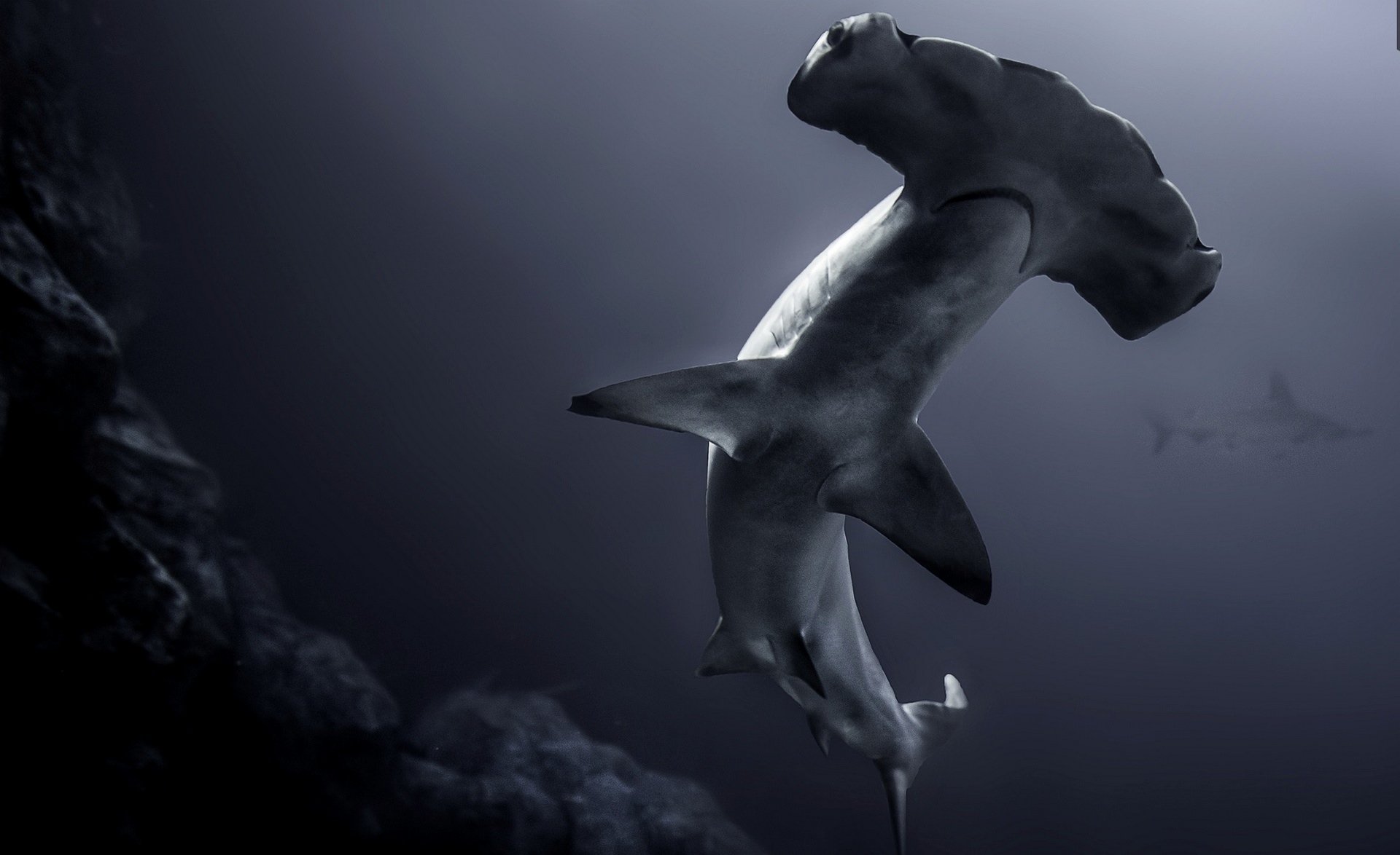 Hammerhead Shark - 1920x1174 Wallpaper - teahub.io