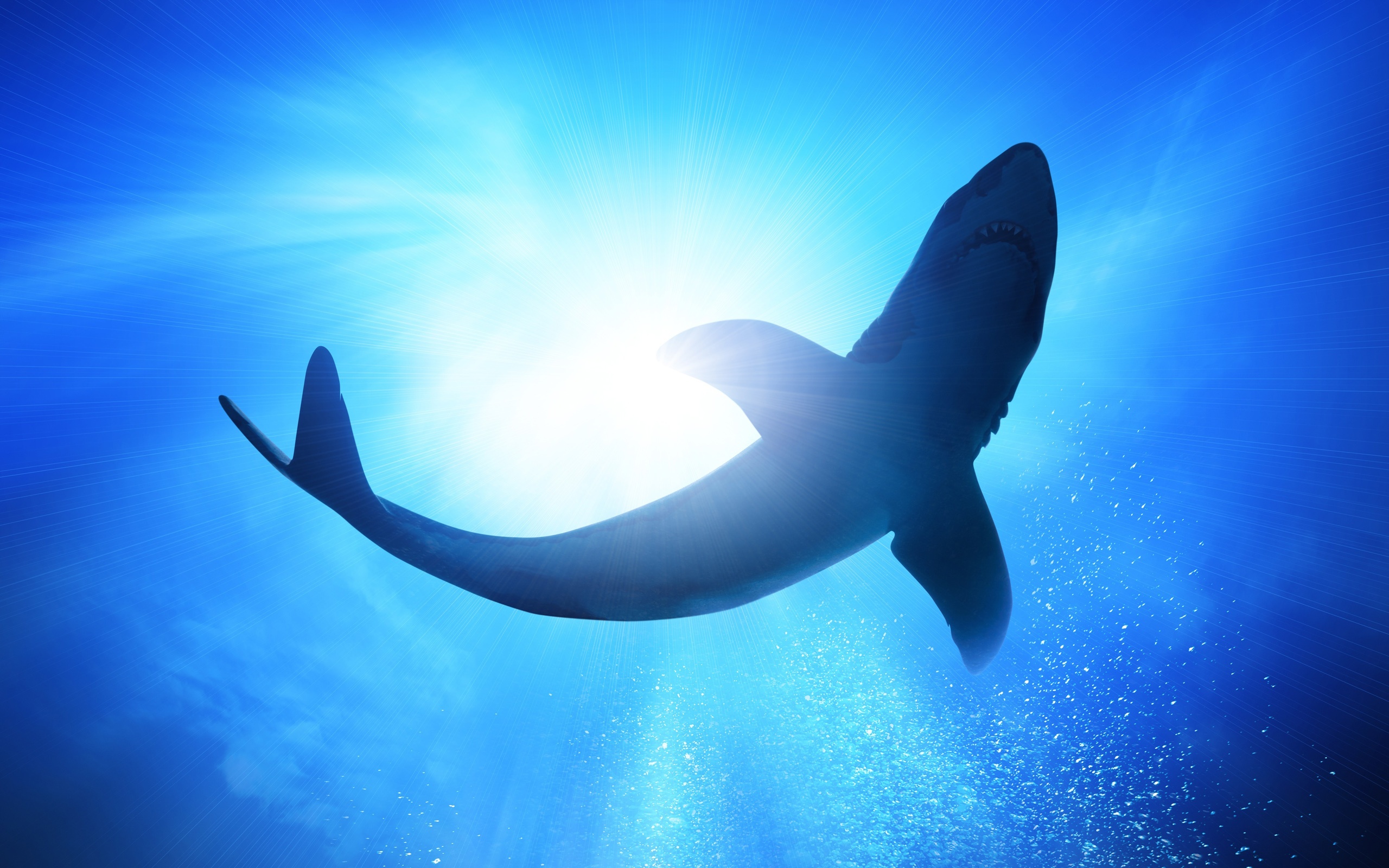 Shark Photo High Resolution - HD Wallpaper 