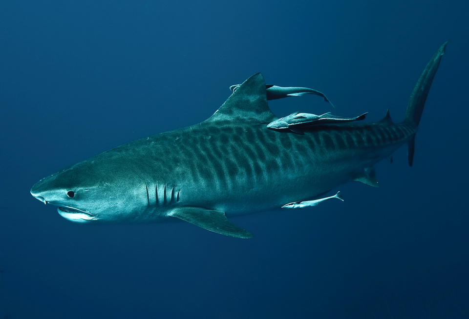 Tiger Shark Wallpapers Pc - HD Wallpaper 