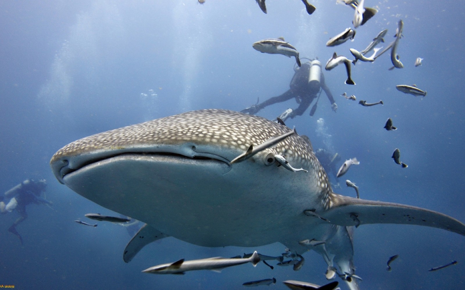 White Whale Fish Hd Wallpapers Free Download Desktop - Whale Shark - HD Wallpaper 