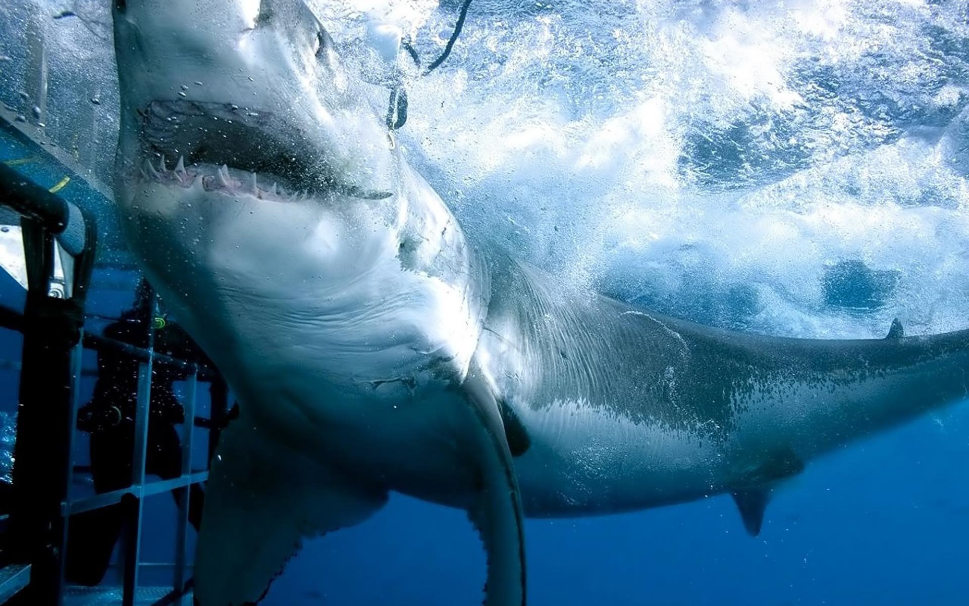 Best Great White Shark Wallpaper Id - Great White Shark - HD Wallpaper 