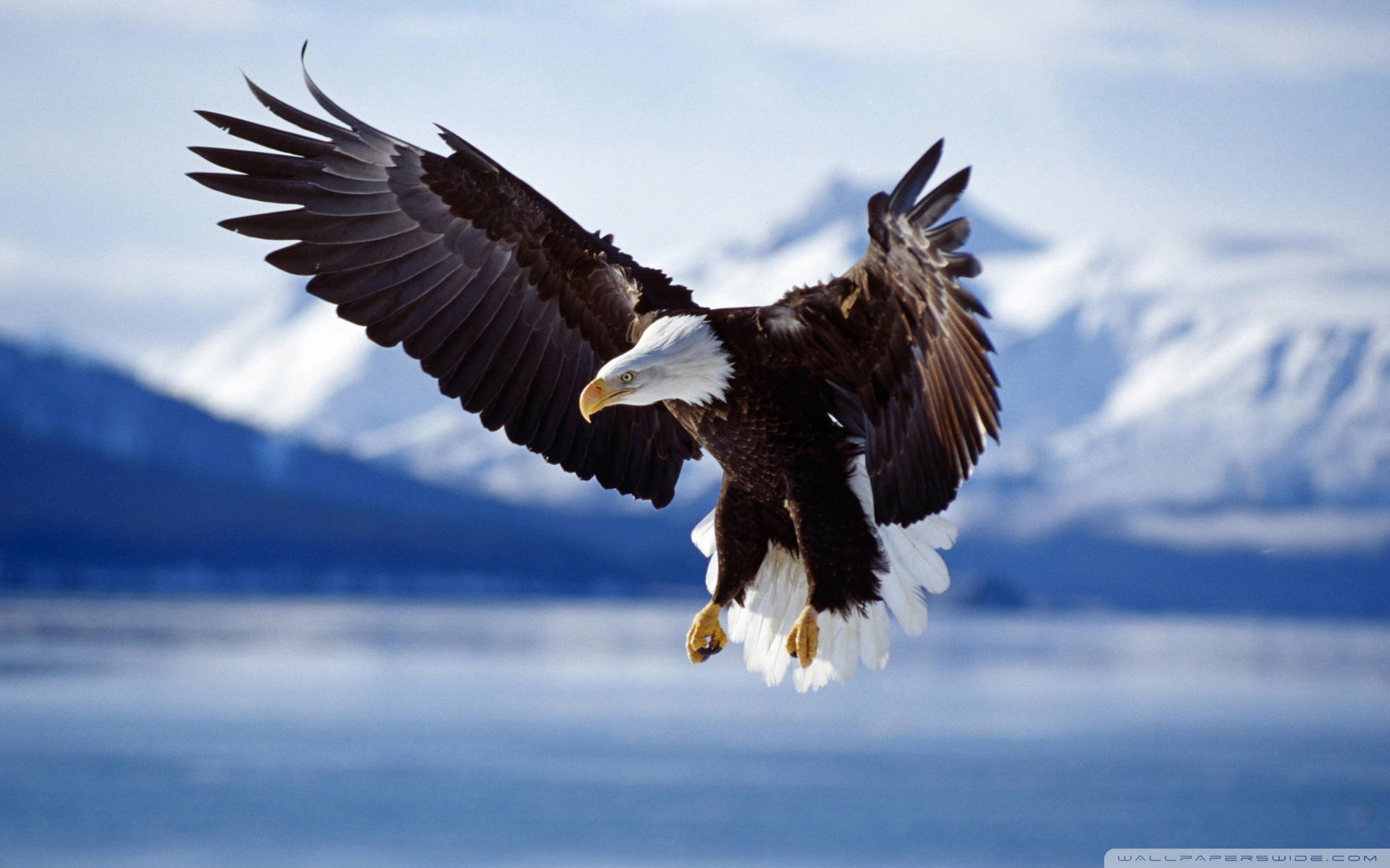 Eagle Wallpaper 4k - HD Wallpaper 