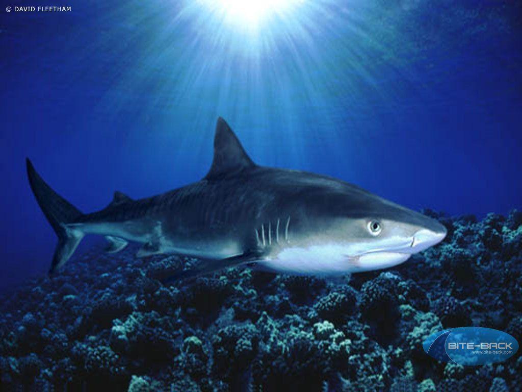 Shark Wallpapers - Sharks - HD Wallpaper 
