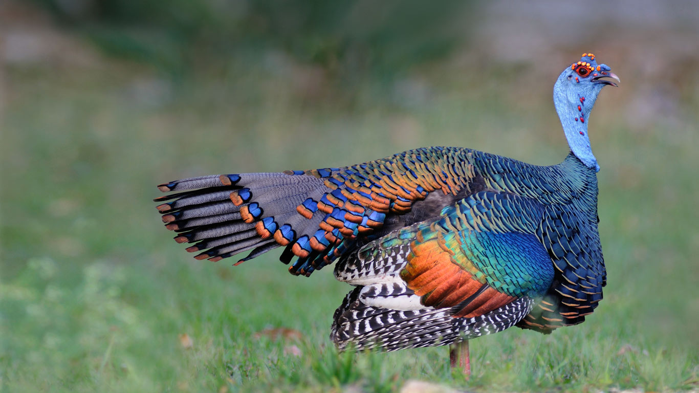 An Ocellated Turkey In Guatemala - Turkey Species - HD Wallpaper 