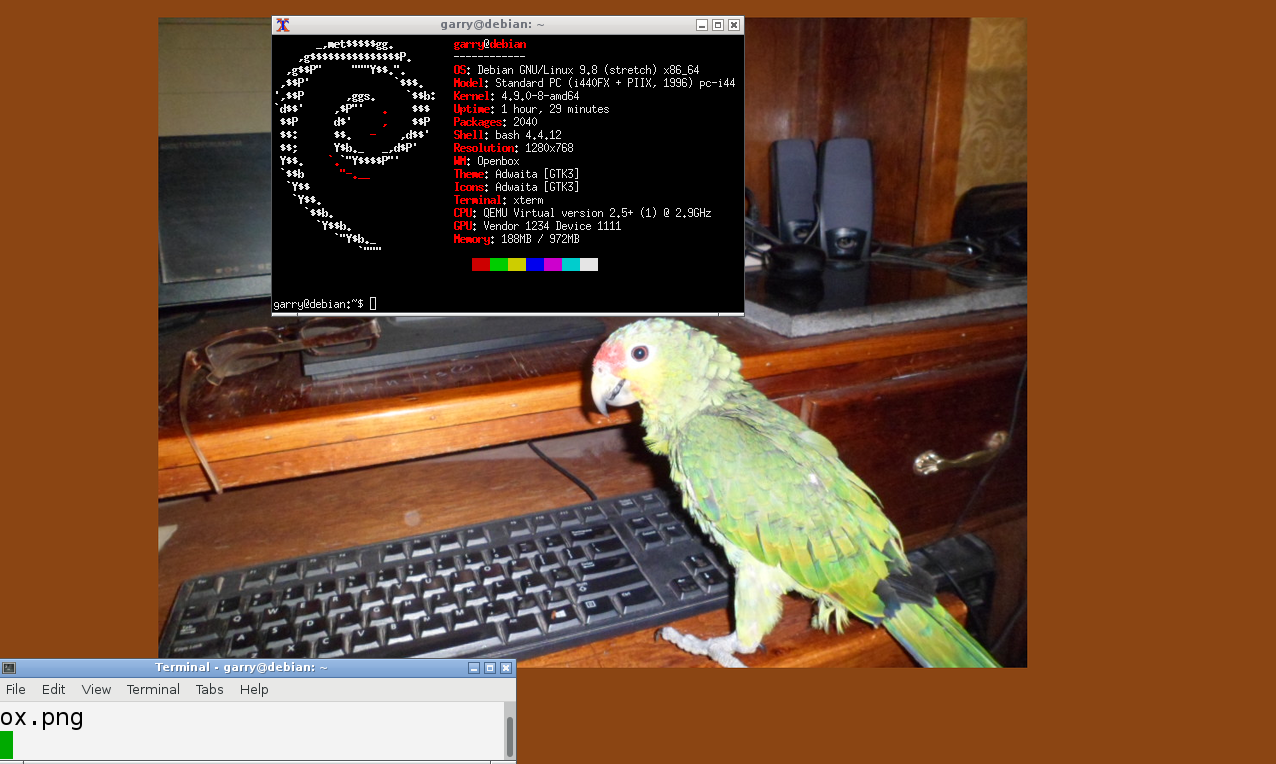 Budgie - HD Wallpaper 