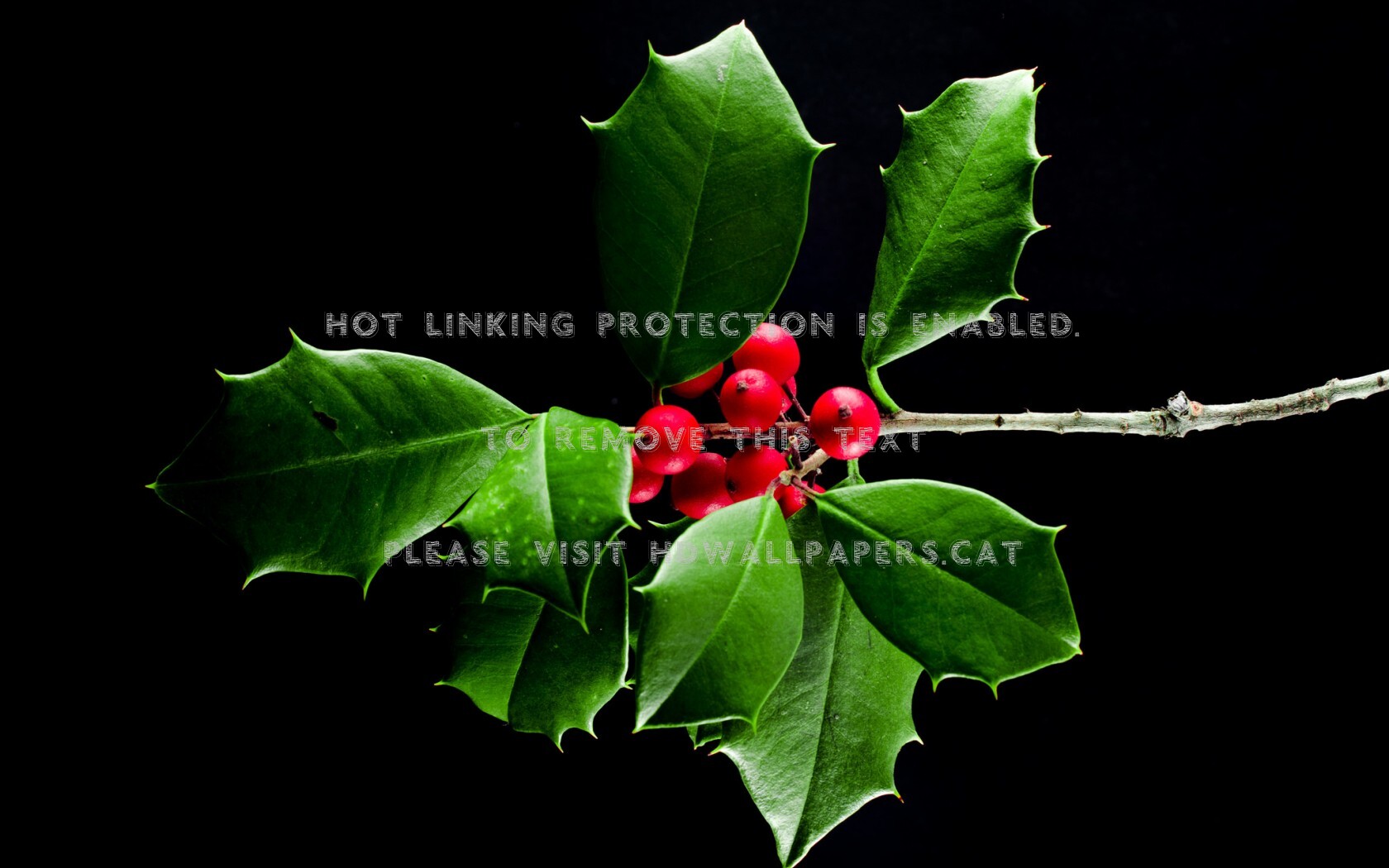 Mistletoe Black Green Red Berry Christmas - American Holly - HD Wallpaper 